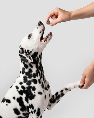 Supplement voor gewrichten en botten bij grote, actieve, oudere honden Joint & Bone Support Oggo 180 g - 6
