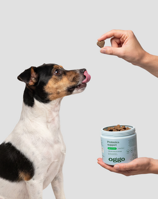 Probiotica voor honden Bacillus velezensis voor spijsvertering, darmen en weerstand Oggo 180 g - 2